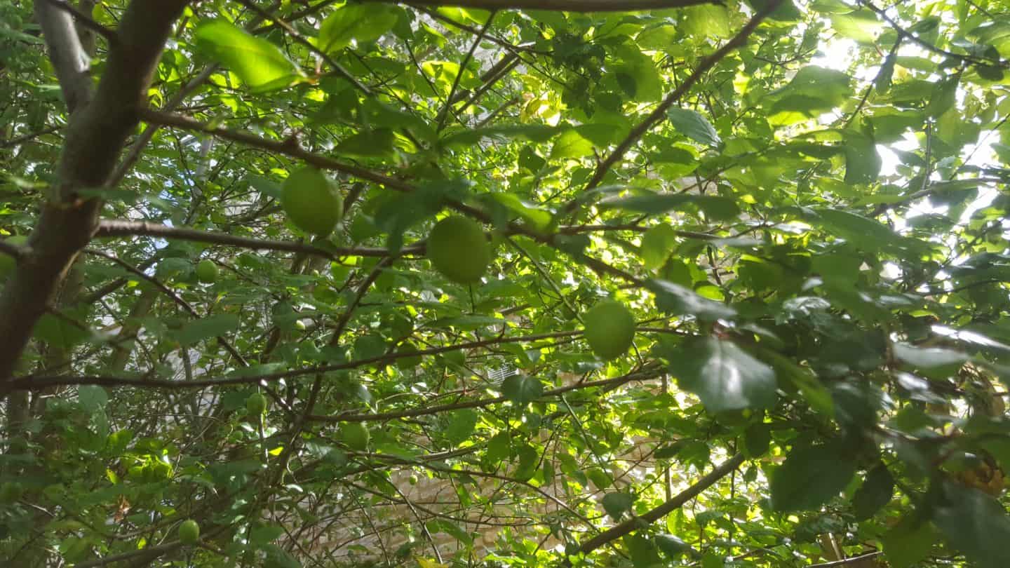 June in my garden june-in-my-garden - damsons