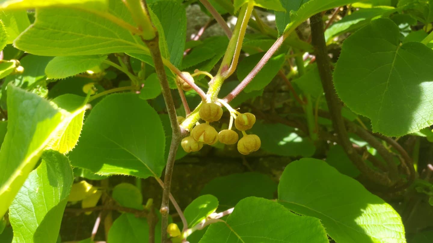 June in my garden june-in-my-garden - kiwis