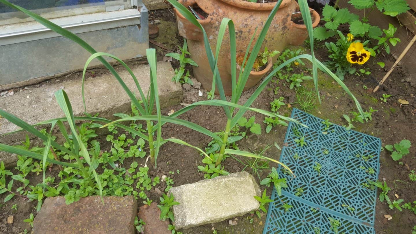 June in my garden june-in-my-garden - garlic