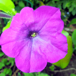 July in my garden