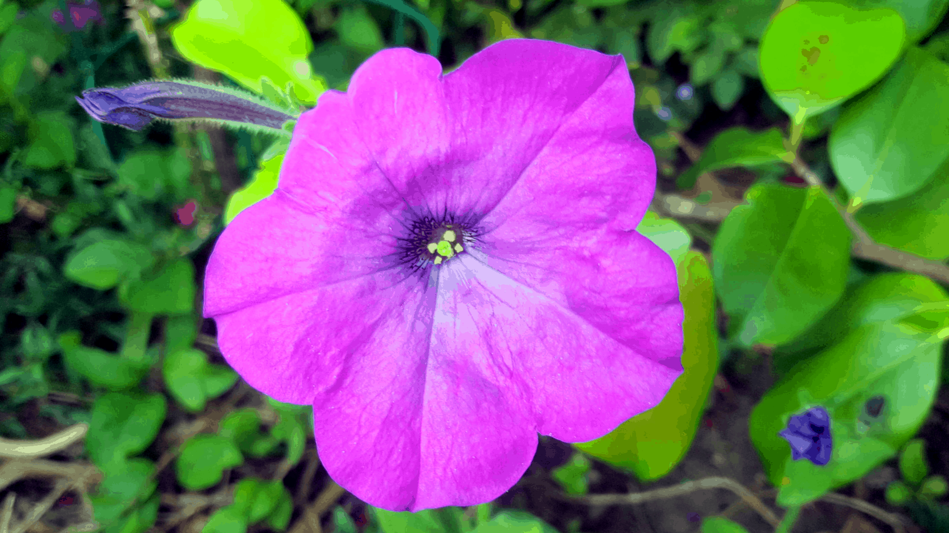 July in my garden * July in my garden