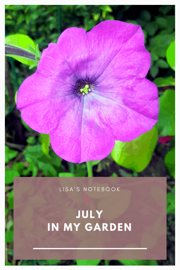 July in my garden * July in my garden