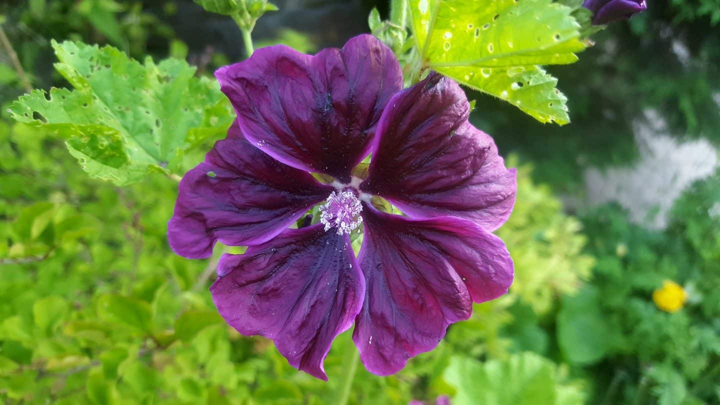 July in my garden * July in my garden