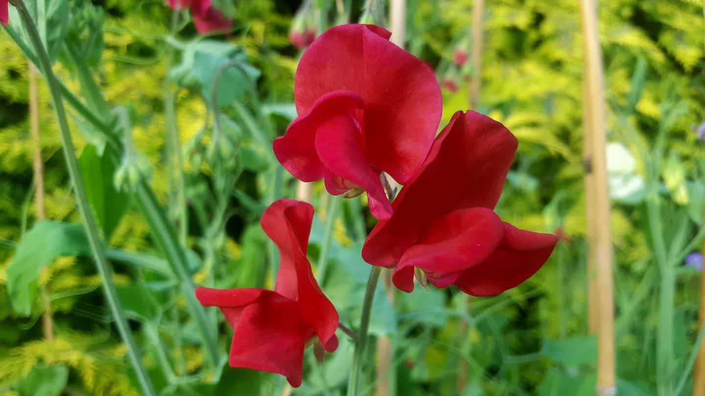 July in my garden * July in my garden