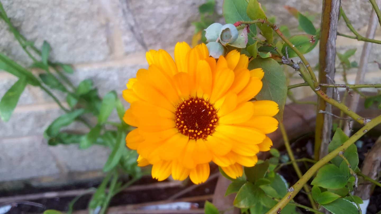 July in my garden * July in my garden