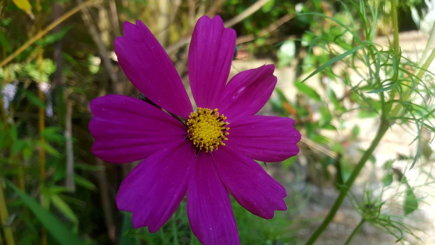 July in my garden * July in my garden