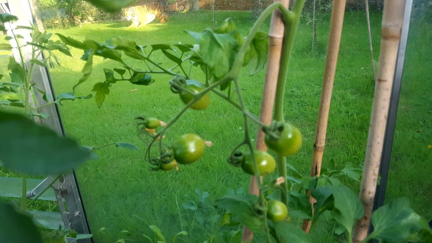 July in my garden * July in my garden