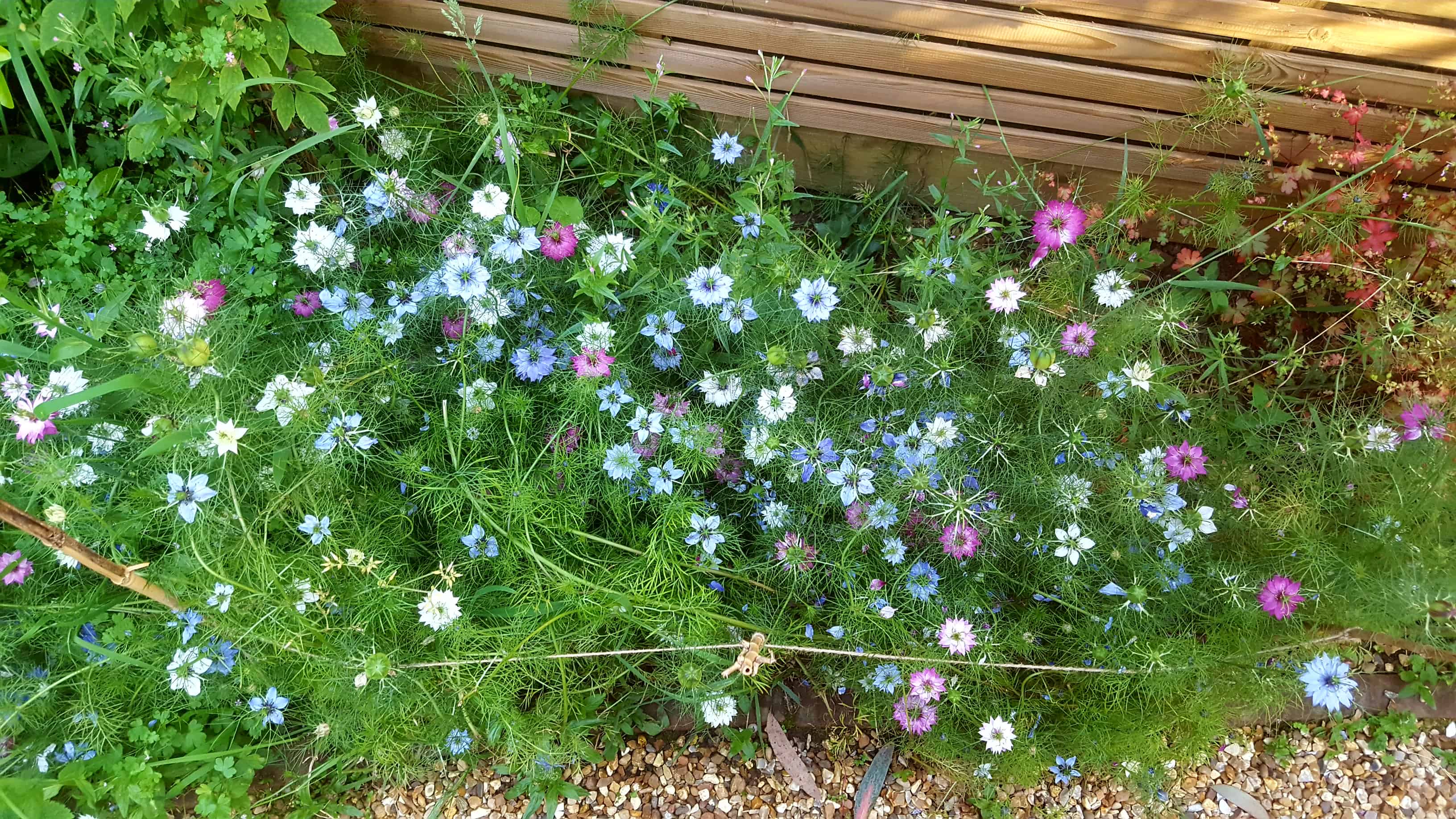July in my garden * July in my garden