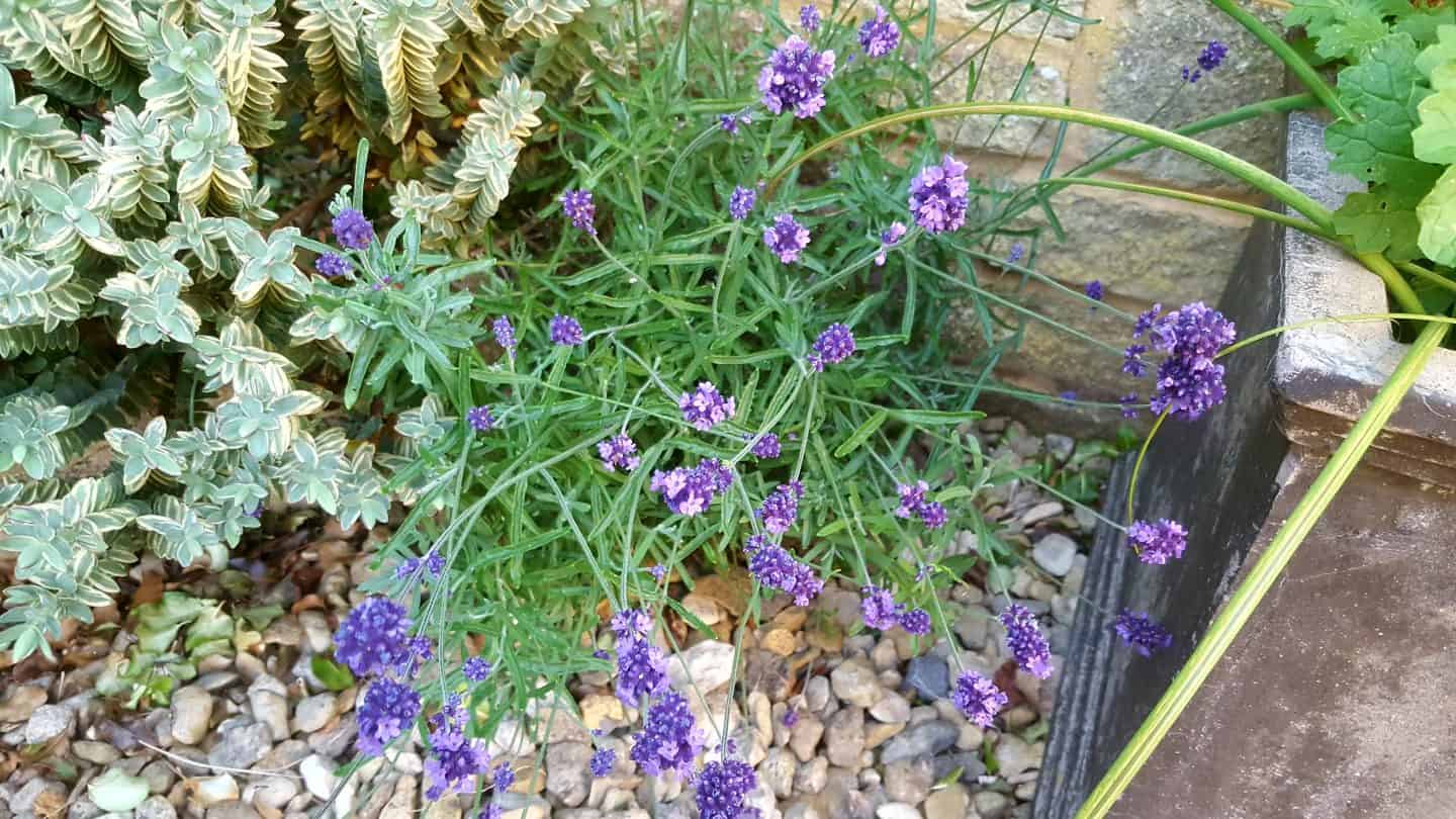 July in my garden * July in my garden