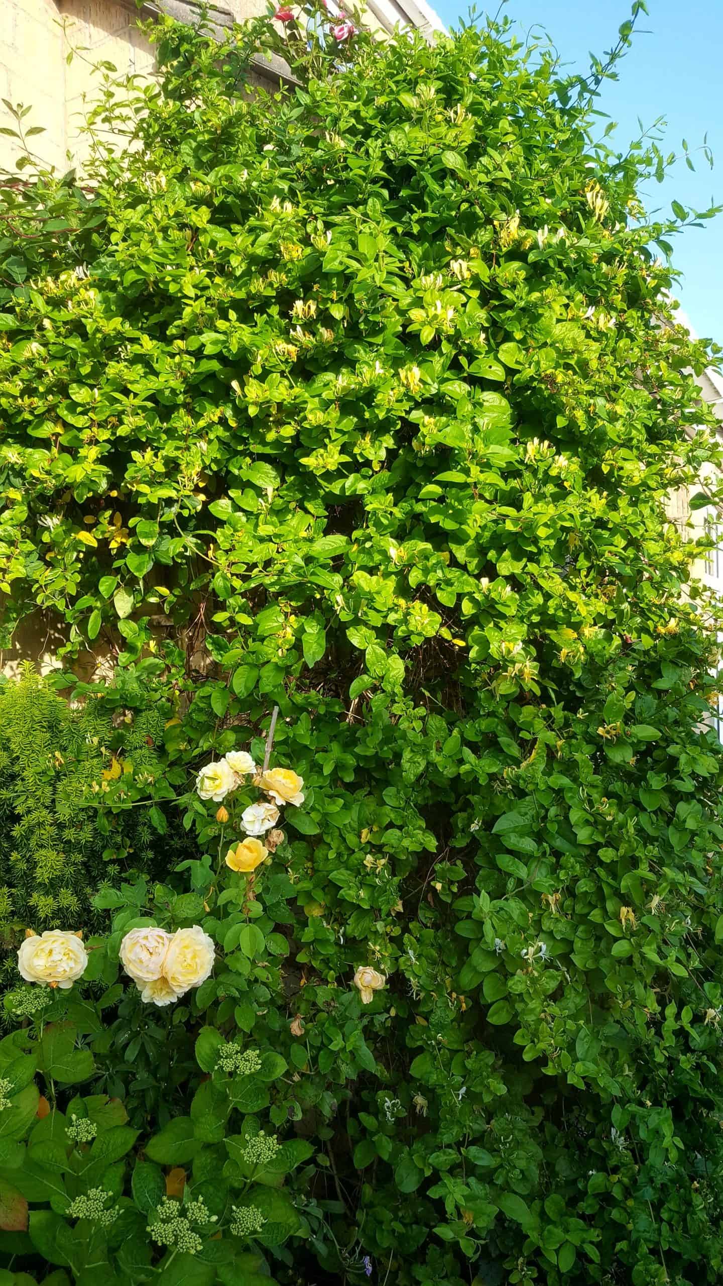 July in my garden * July in my garden