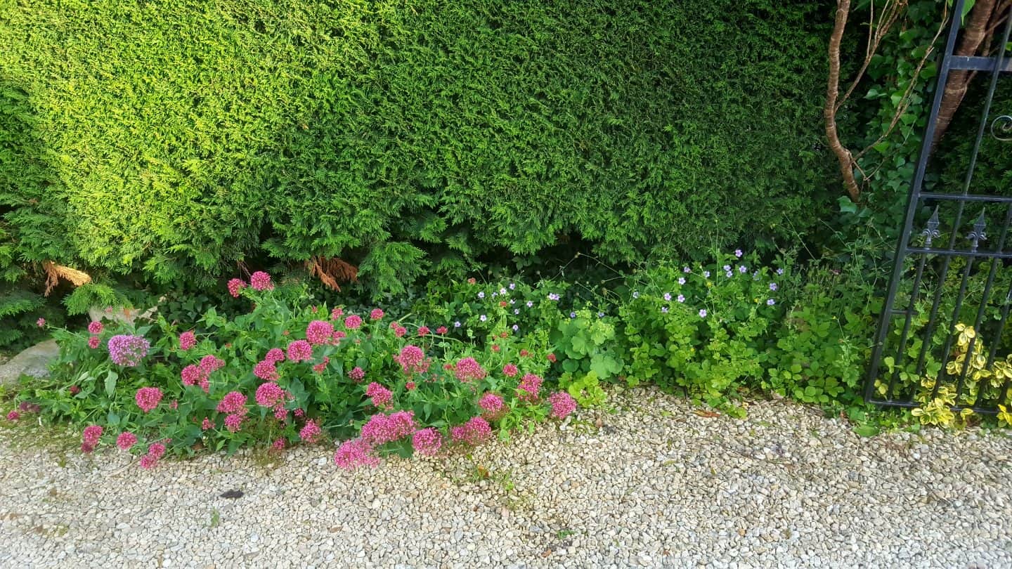 July in my garden * July in my garden