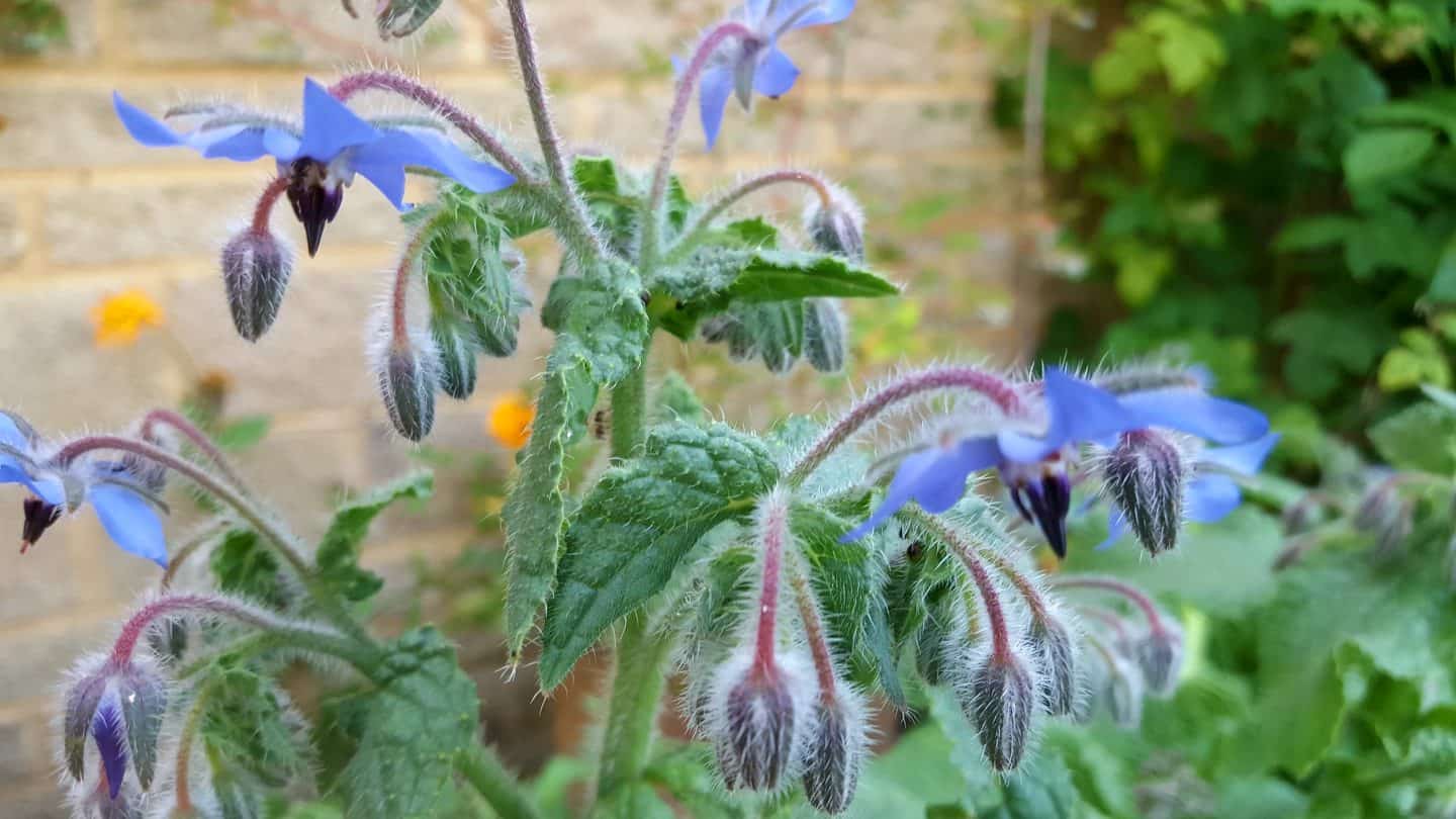 July in my garden * July in my garden