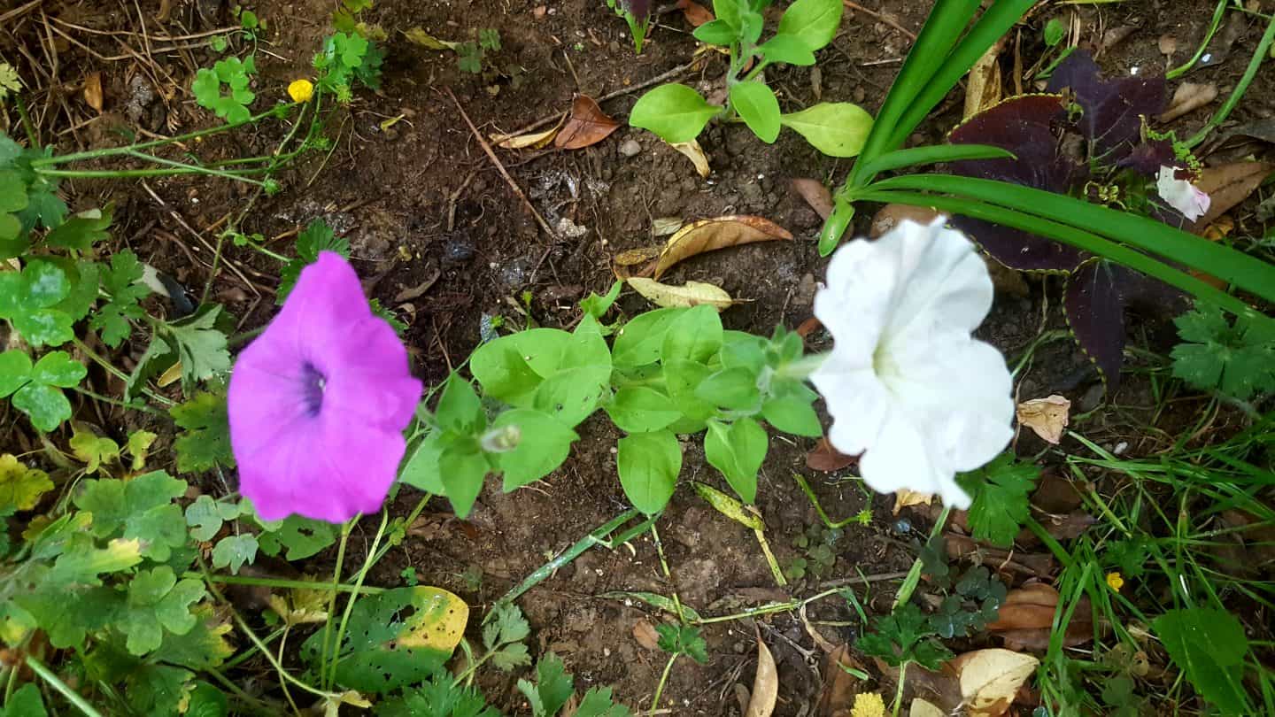 July in my garden * July in my garden