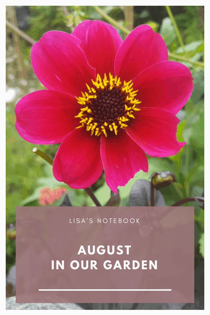 August in our garden August in our garden - Dahlia Roxy