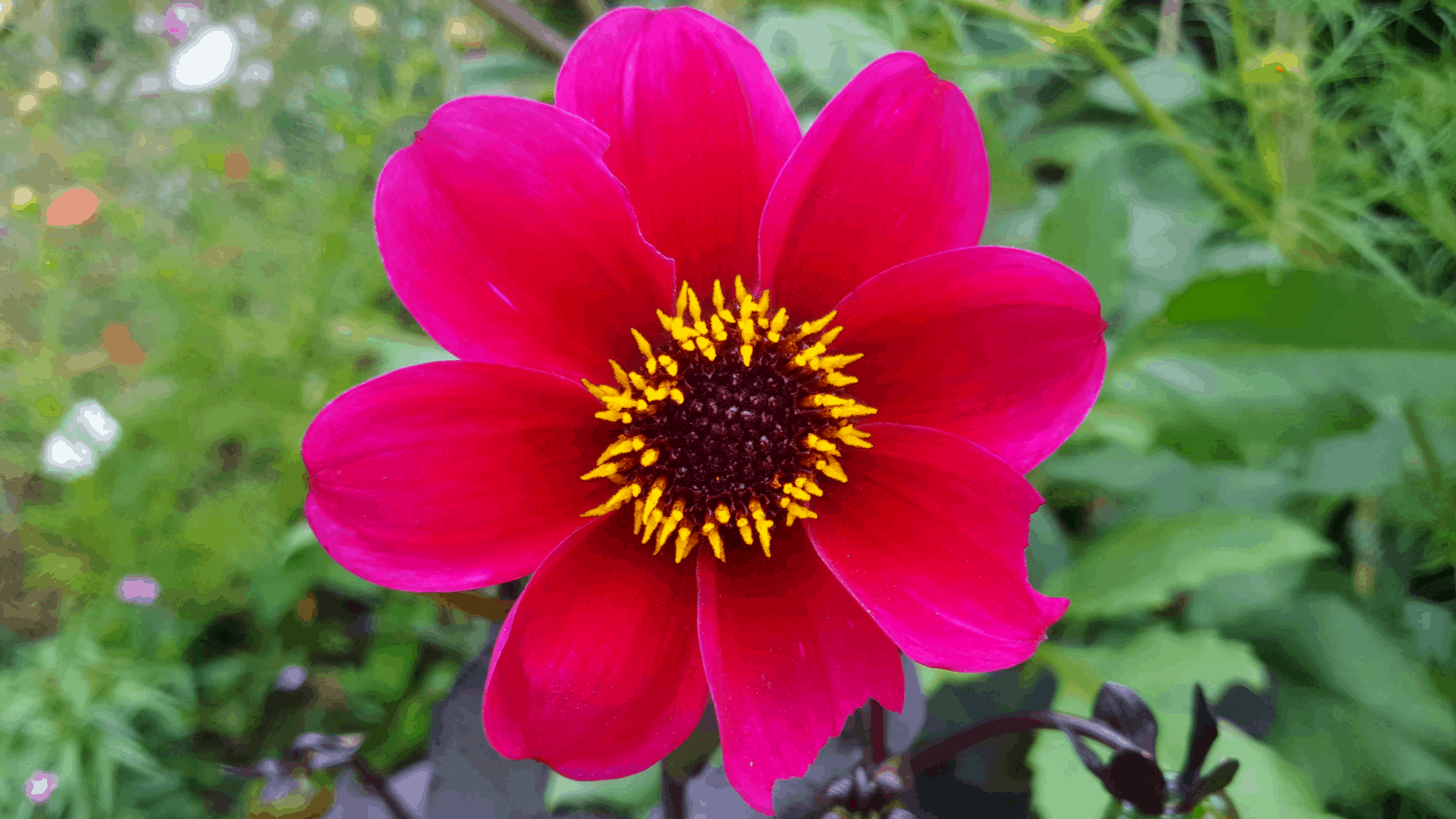 August in our garden August in our garden - Dahlia Roxy
