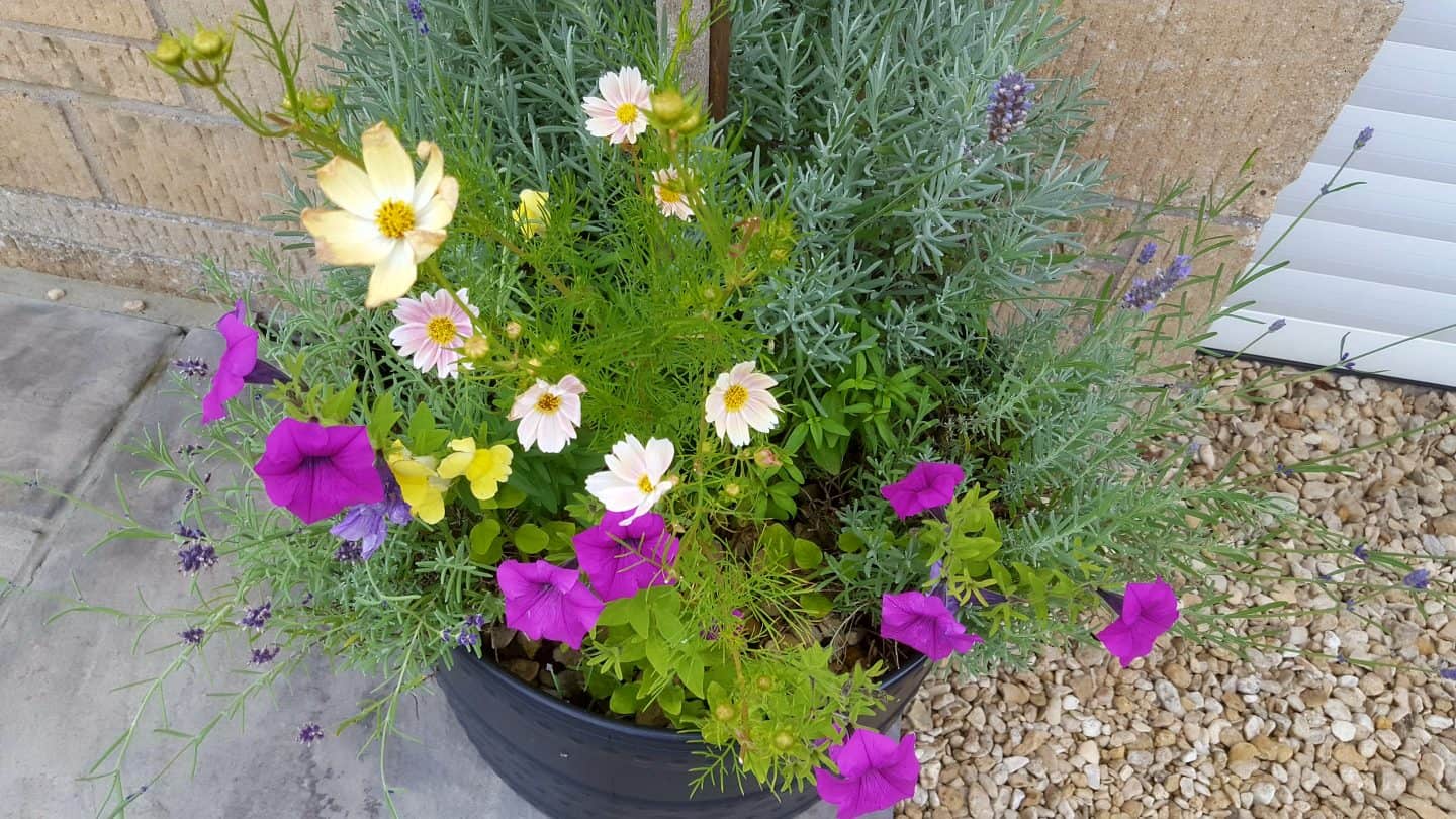 August in our garden August in our garden cosmos, petunias, lavender