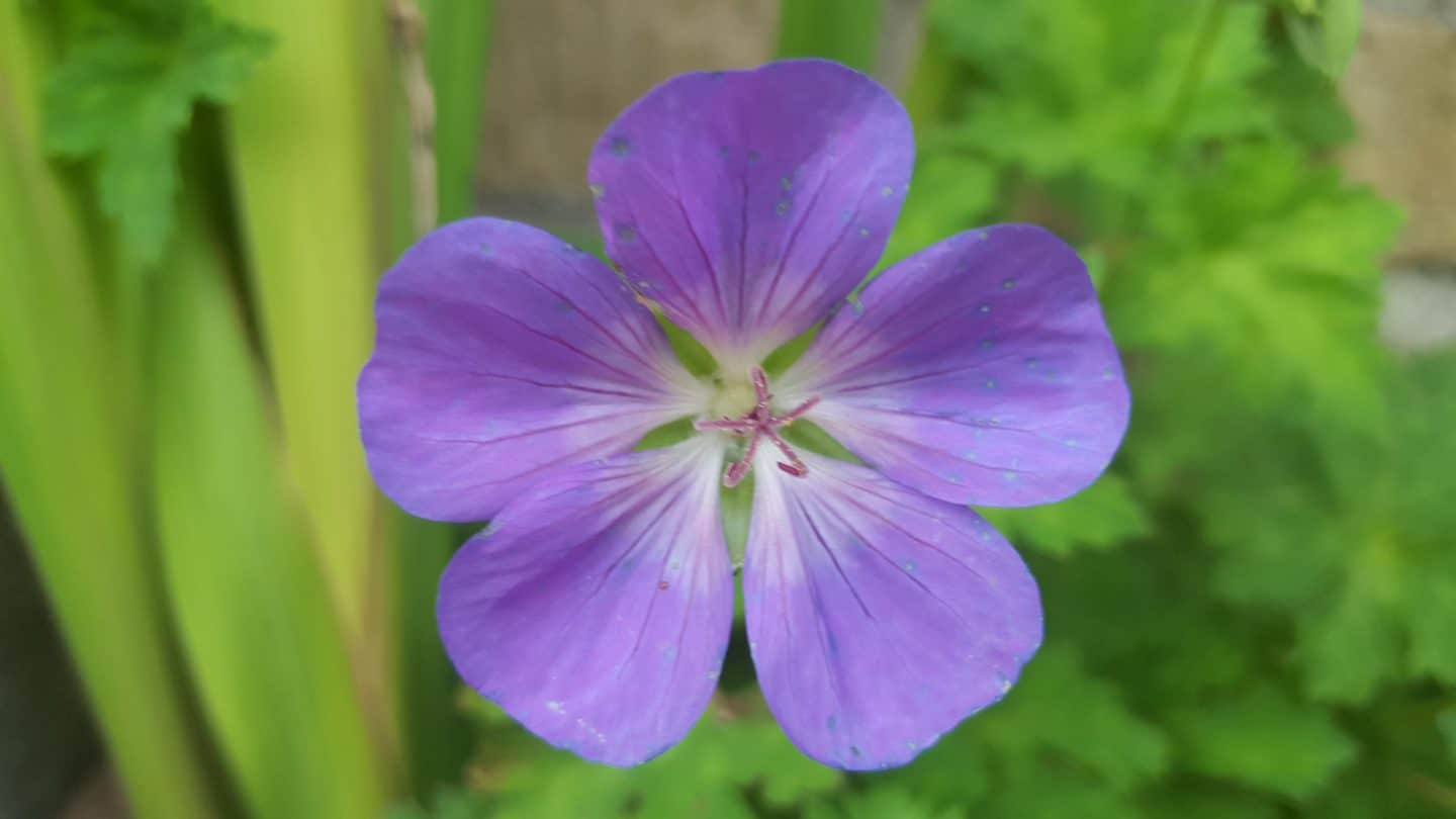 August in our garden August in our garden - geranium rozanne