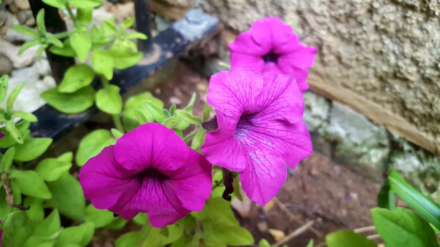 August in our garden August in our garden - petunias