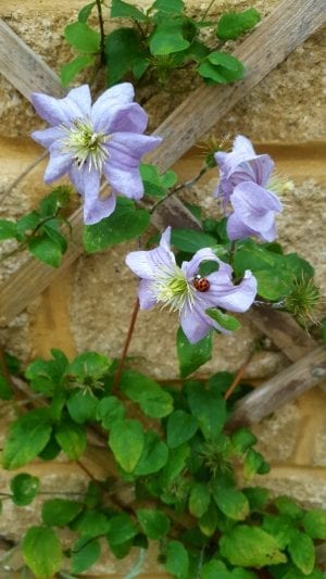 August in our garden August in our garden - clematis