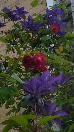August in our garden August in our garden - clematis and rose