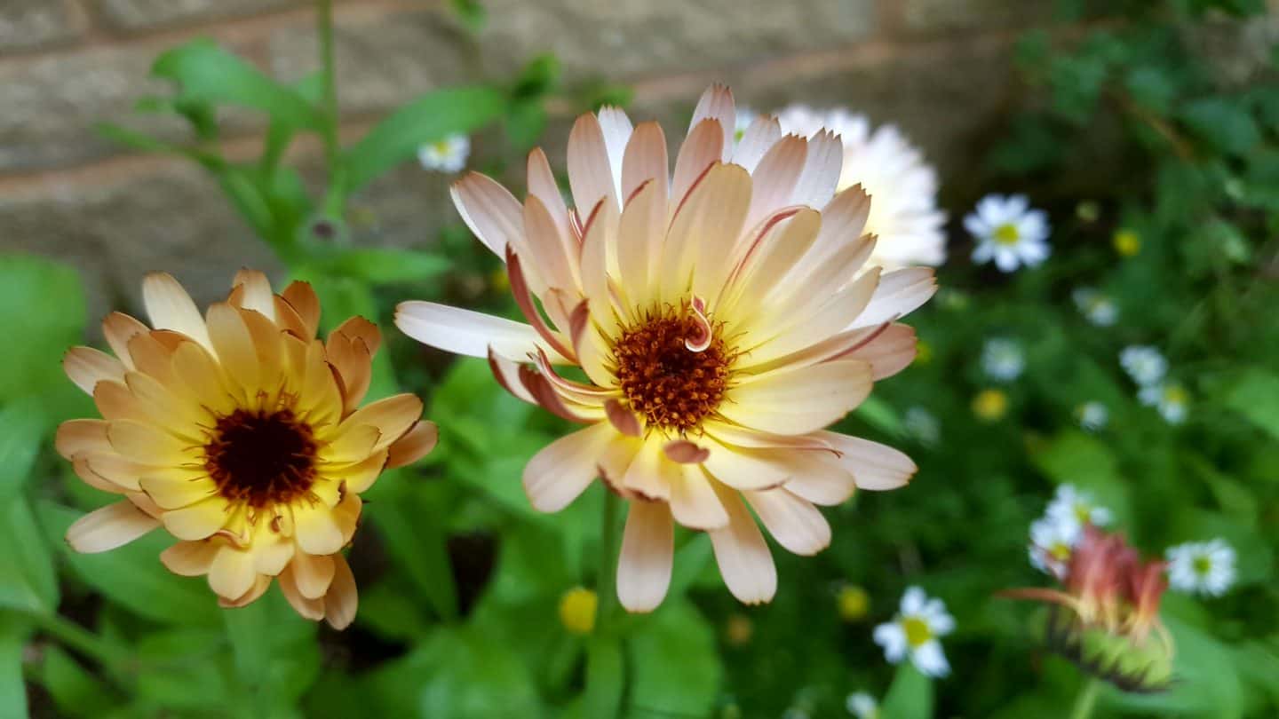 August in our garden August in our garden - calendula