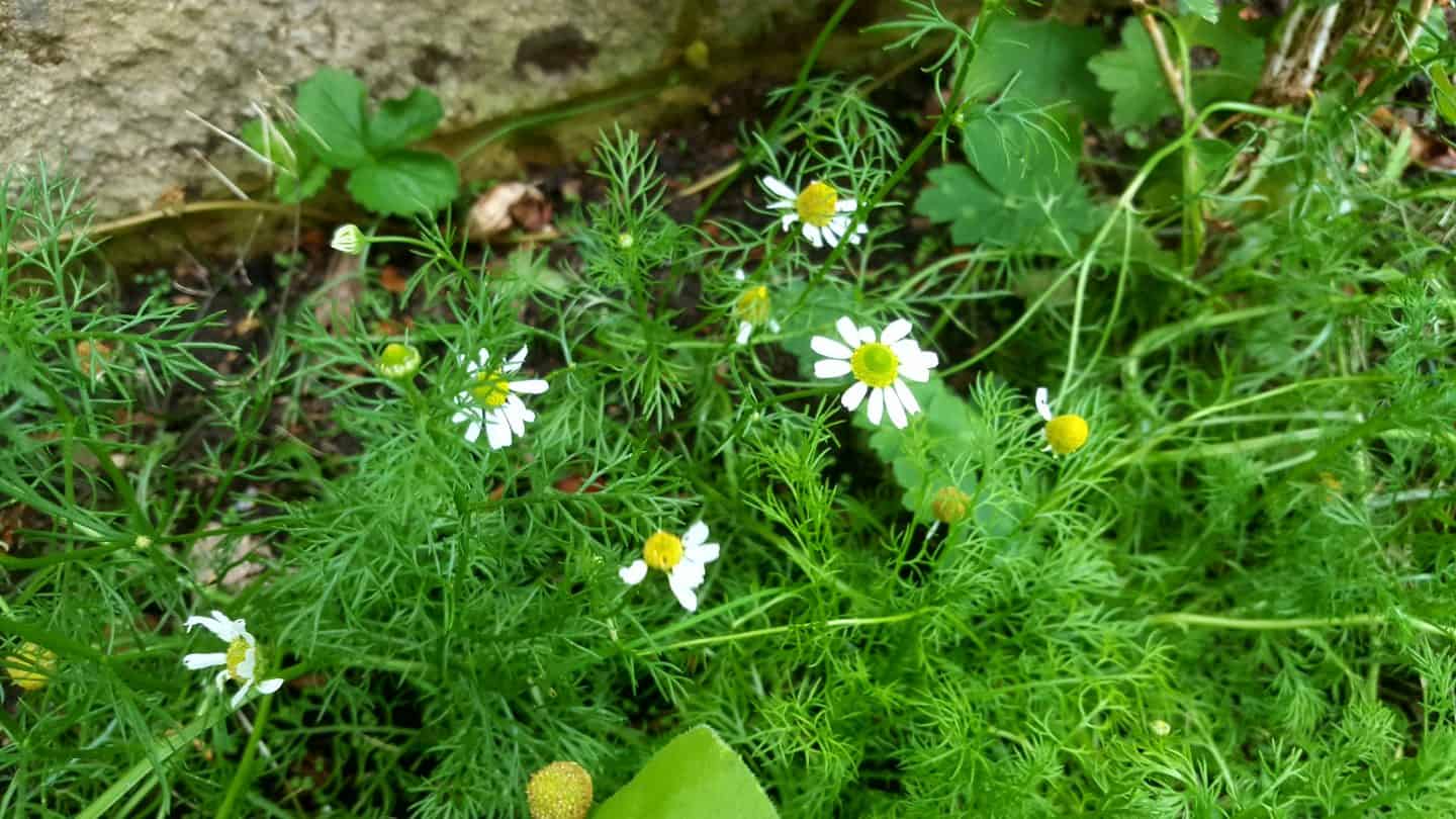 August in our garden August in our garden - chamomile