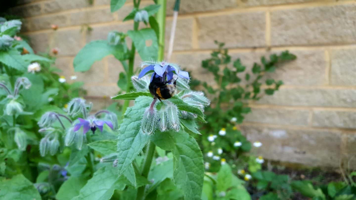 August in our garden August in our garden - borage