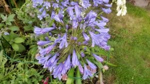 August in our garden August in our garden - agapanthus