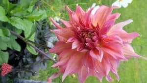 August in our garden August in our garden - Dahlia Penshill Watermelon