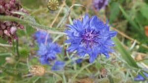 August in our garden August in our garden - cornflowers