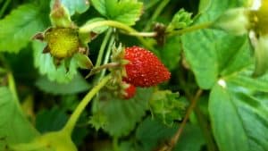 August in our garden August in our garden - wild strawberries