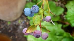 August in our garden August in our garden - blueberries