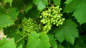 August in our garden August in our garden - grapes