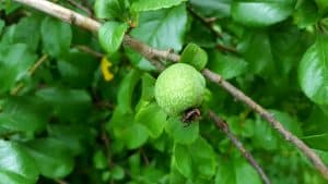 August in our garden August in our garden - quince