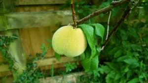 August in our garden August in our garden - peach