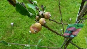 August in our garden August in our garden - young apple tree