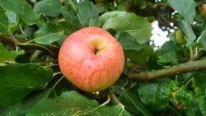 August in our garden August in our garden - apple