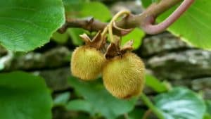 August in our garden August in our garden - kiwis