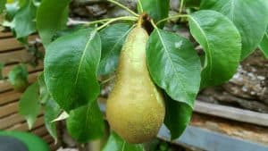 August in our garden August in our garden - pears