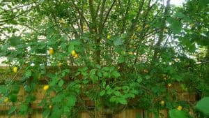 August in our garden August in our garden - damsons