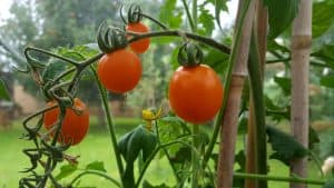 August in our garden August in our garden - tomatoes