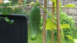 August in our garden August in our garden - cucumbers