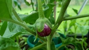 August in our garden August in our garden - aubergine