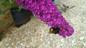 August in our garden August in our garden - buddleia