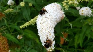 August in our garden August in our garden - buddleia