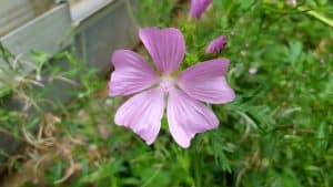 August in our garden August in our garden - wild mallow