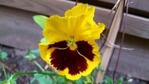 August in our garden August in our garden - pansy