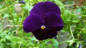 August in our garden August in our garden - pansy