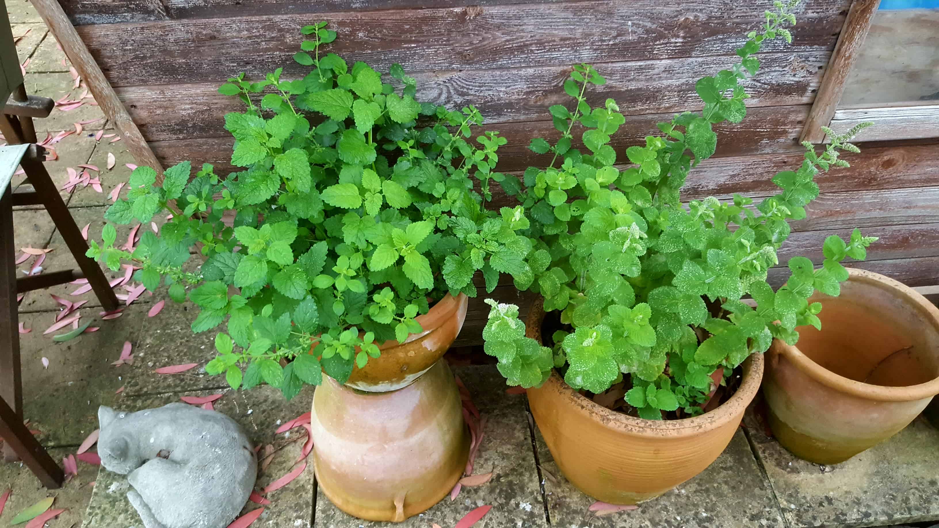 August in our garden August in our garden - lemon balm and apple mint