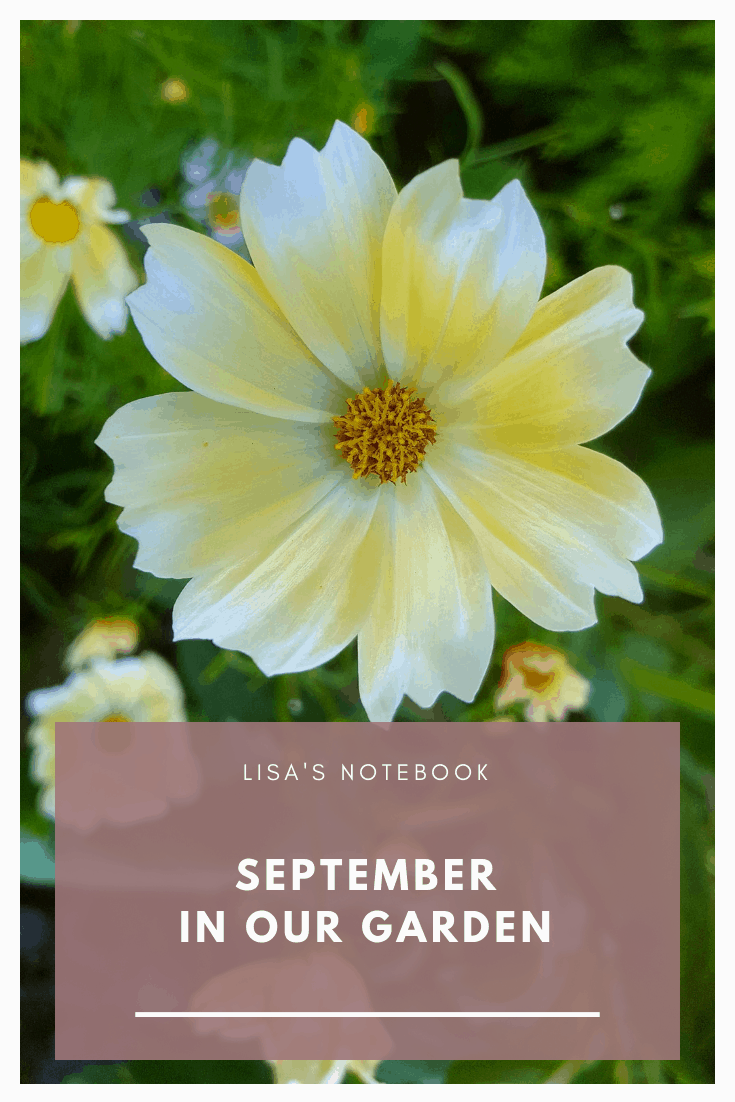 September in our garden September-in-our-garden - cosmos lemondade